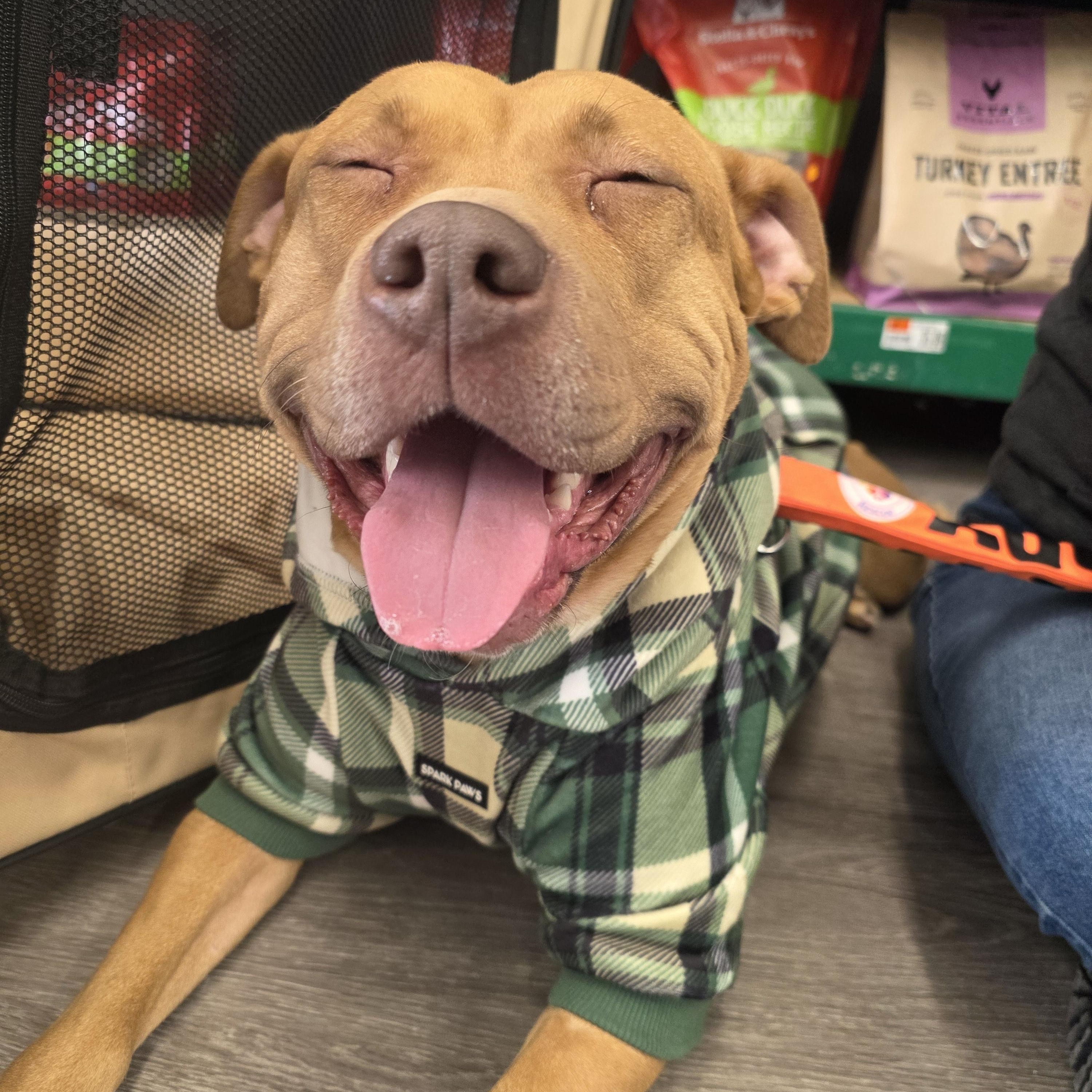 Sara, Adoptable, Adult Female Pit Bull Terrier.