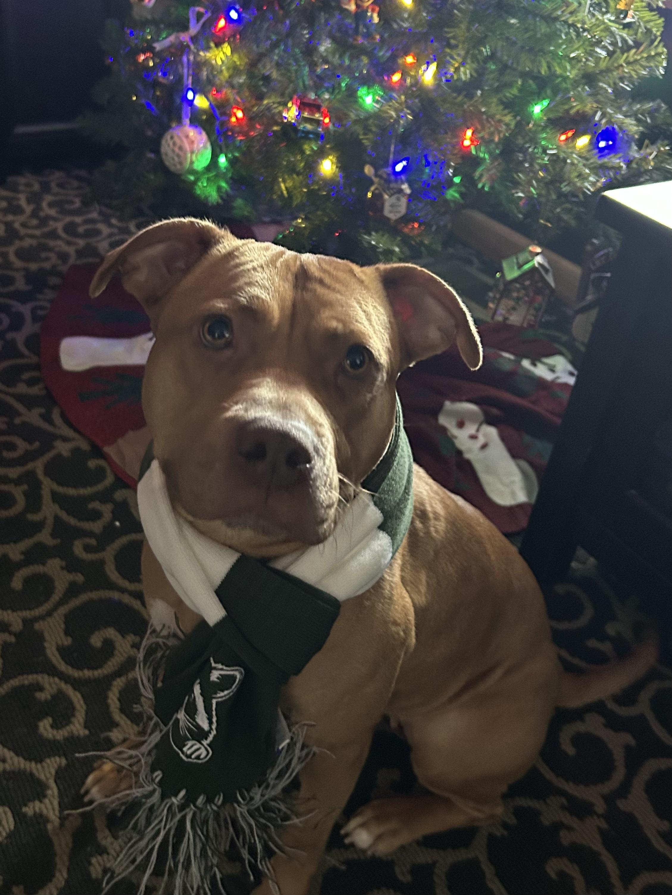 Enlarge Sara, a Adoptable Pit Bull Terrier in Troy, MI image 1/4