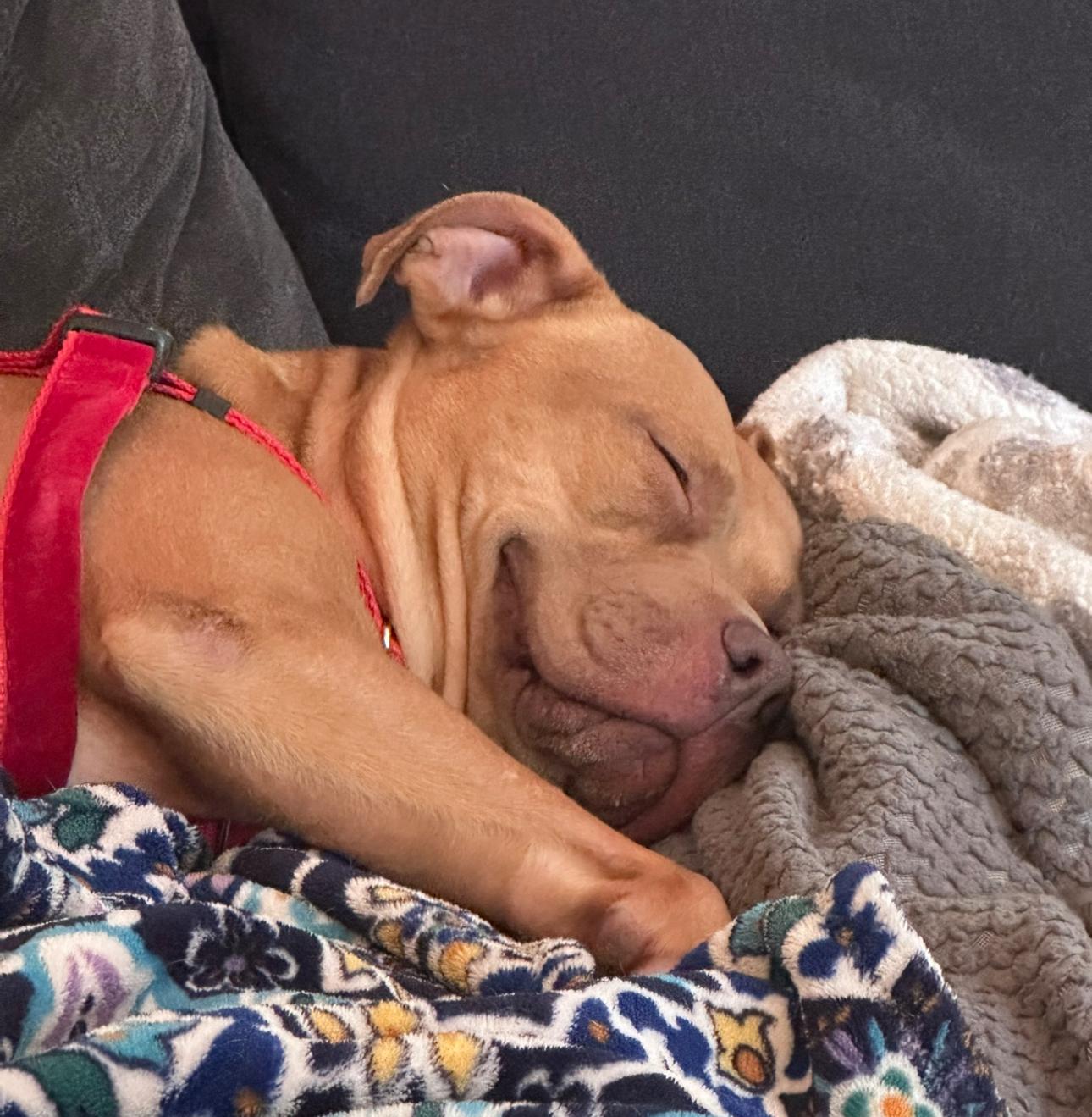 Enlarge Sara, a Adoptable Pit Bull Terrier in Troy, MI image 2/4