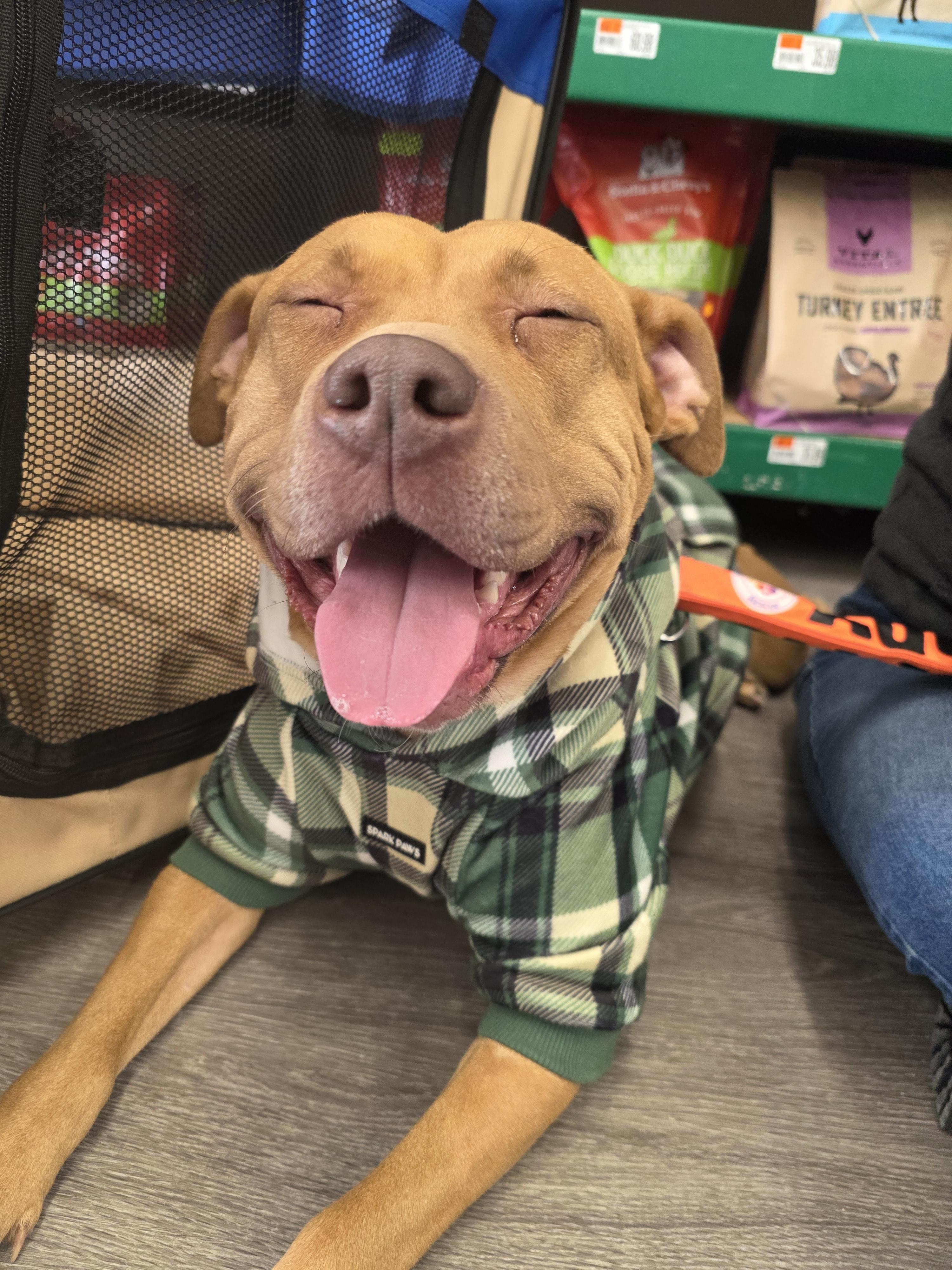 Enlarge Sara, a Adoptable mixed breed in Troy, MI image 2/6