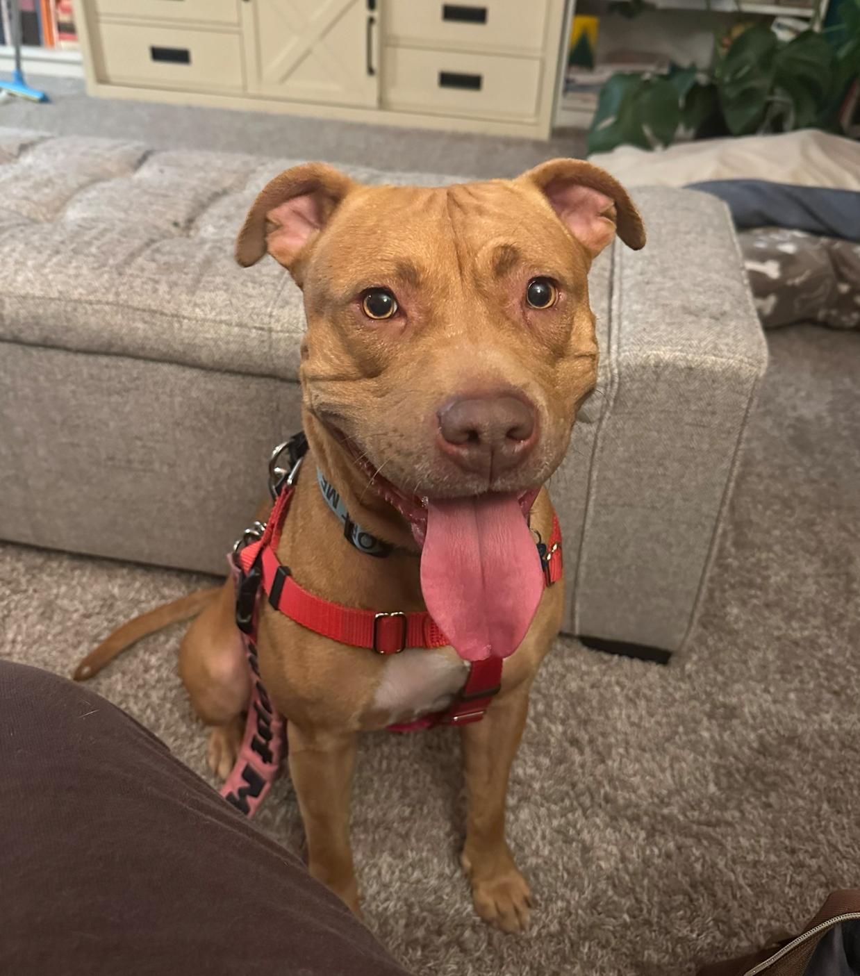 Enlarge Sara, a Adoptable Pit Bull Terrier in Troy, MI image 3/4