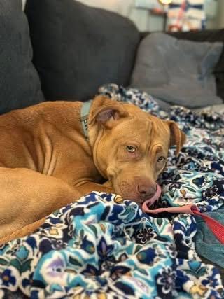 Enlarge Sara, a Adoptable Pit Bull Terrier in Troy, MI image 4/4