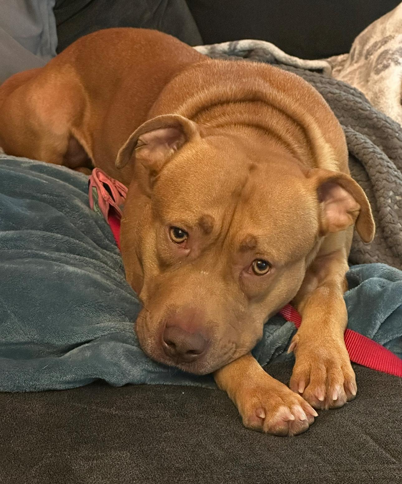 Enlarge Sara, a Adoptable mixed breed in Troy, MI image 4/6