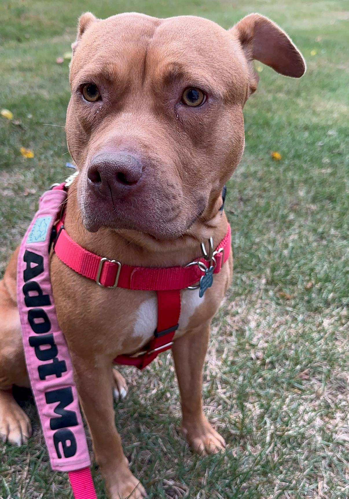 Enlarge Sara, a Adoptable mixed breed in Troy, MI image 5/6