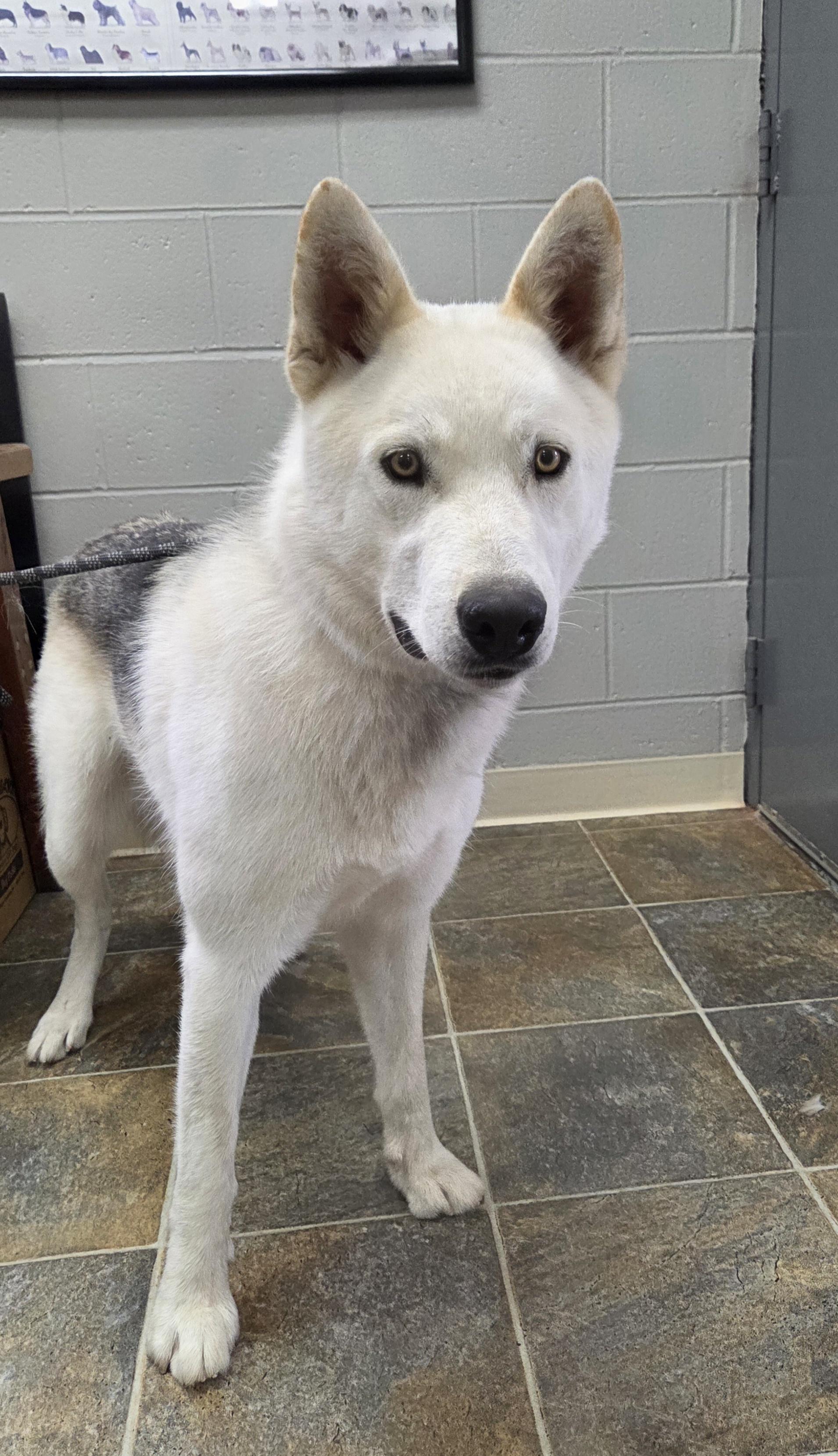 Enlarge Sampson, an adopted mixed breed in Parsons, KS image 1/1