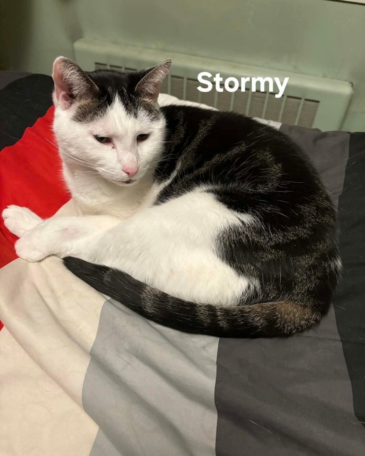 Enlarge Stormy and Twister , a ADOPTABLE Domestic Short Hair in Chicopee, MA image 2/5