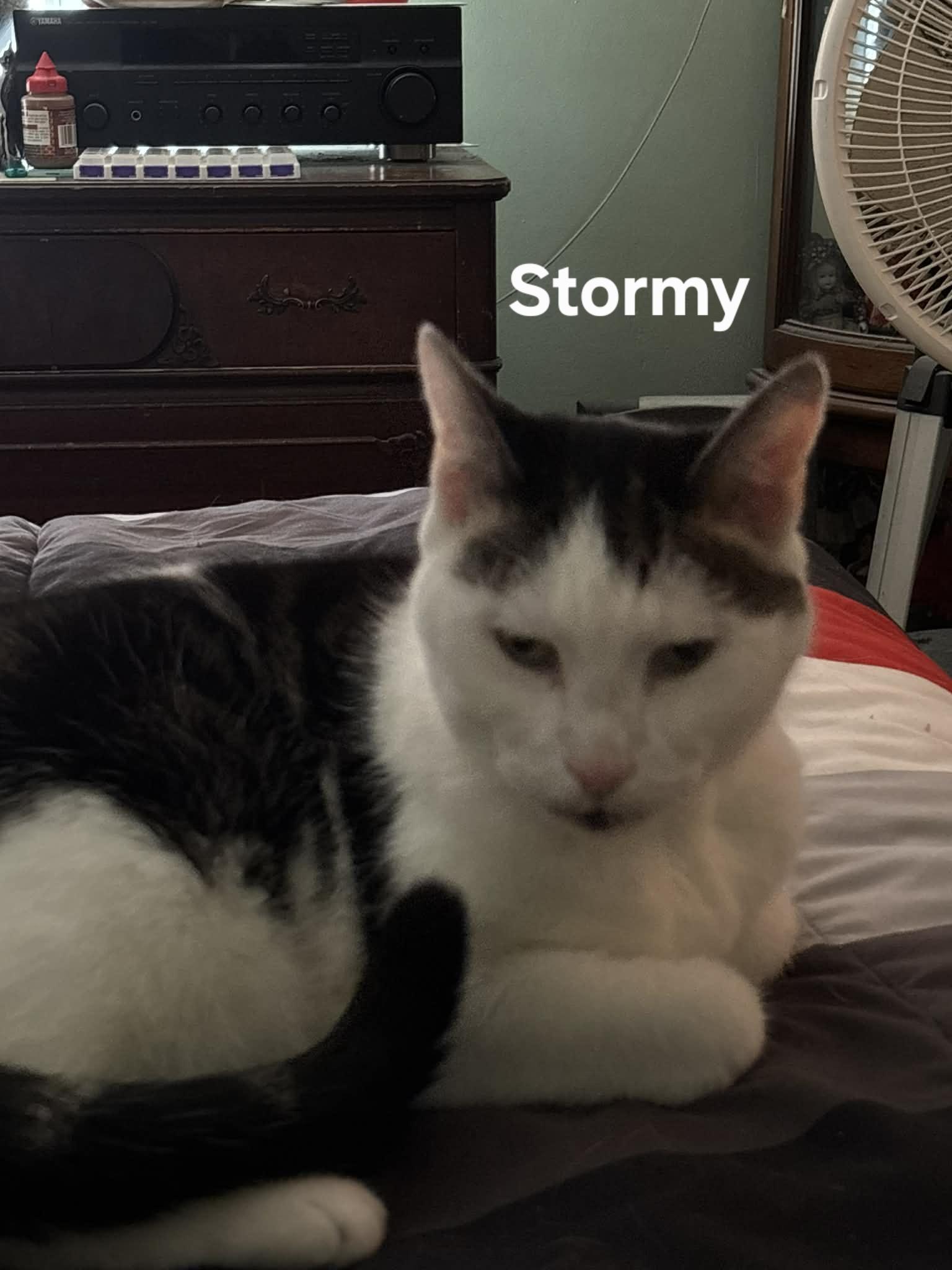 Stormy and Twister, ADOPTABLE, Senior Male Domestic Short Hair.