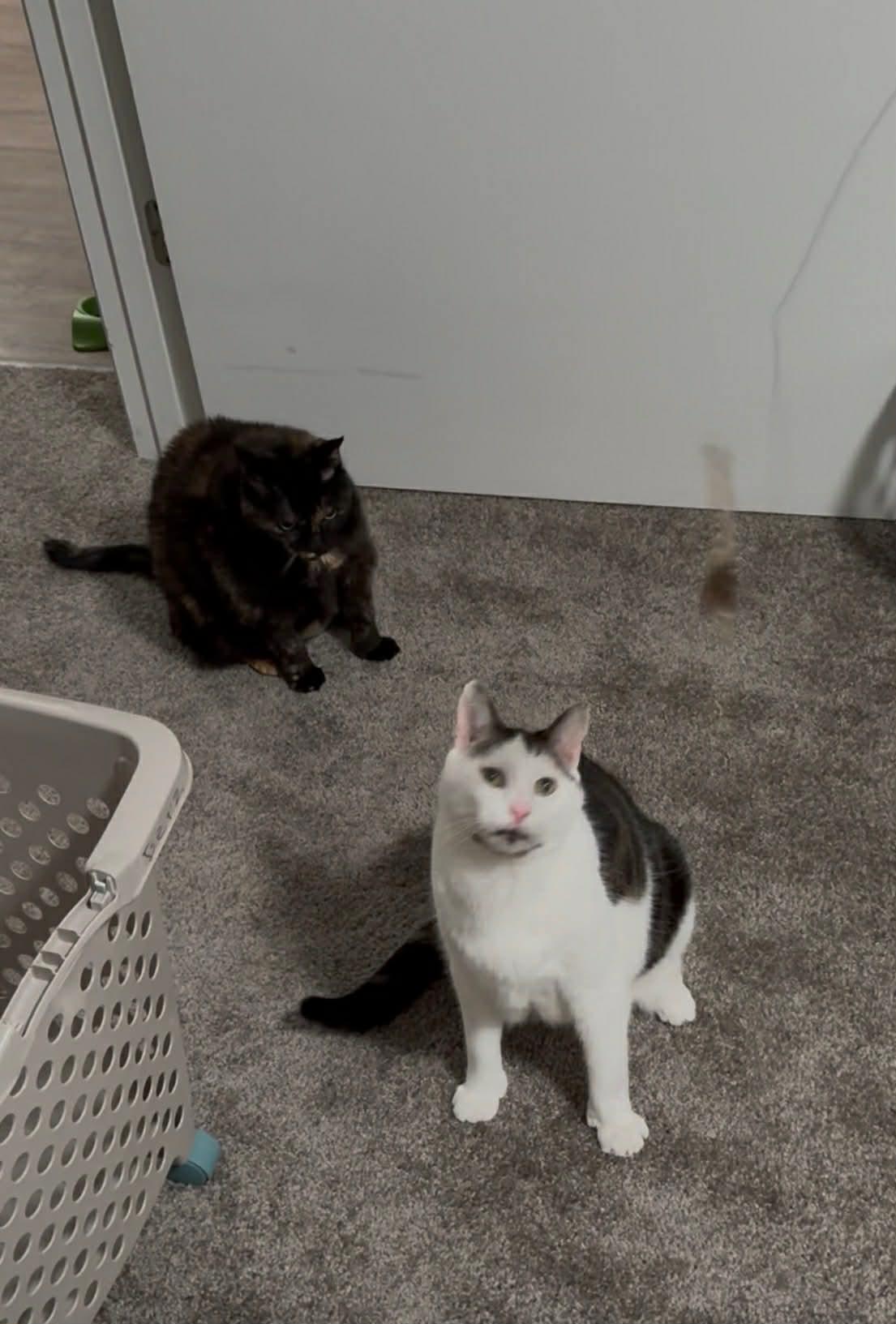 Enlarge Stormy and Twister, a ADOPTABLE Domestic Short Hair in Chicopee, MA image 3/3