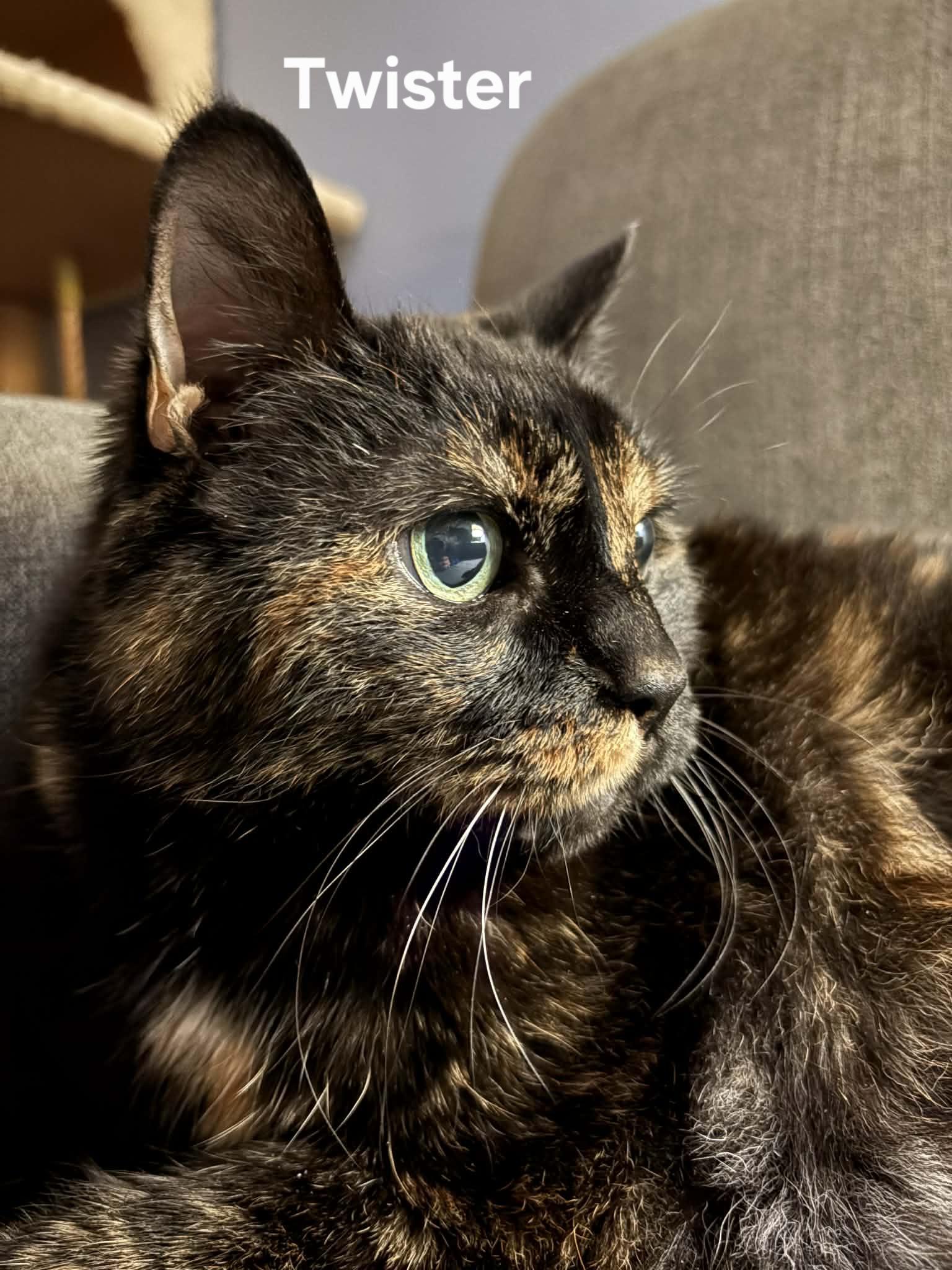 Enlarge Stormy and Twister, a ADOPTABLE Domestic Short Hair in Chicopee, MA image 3/4