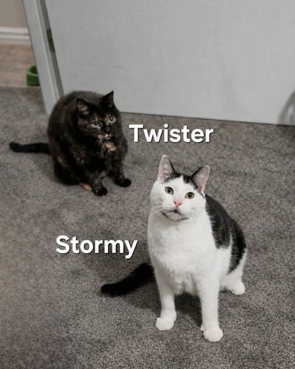 Enlarge Stormy and Twister , a ADOPTABLE Domestic Short Hair in Chicopee, MA image 3/5