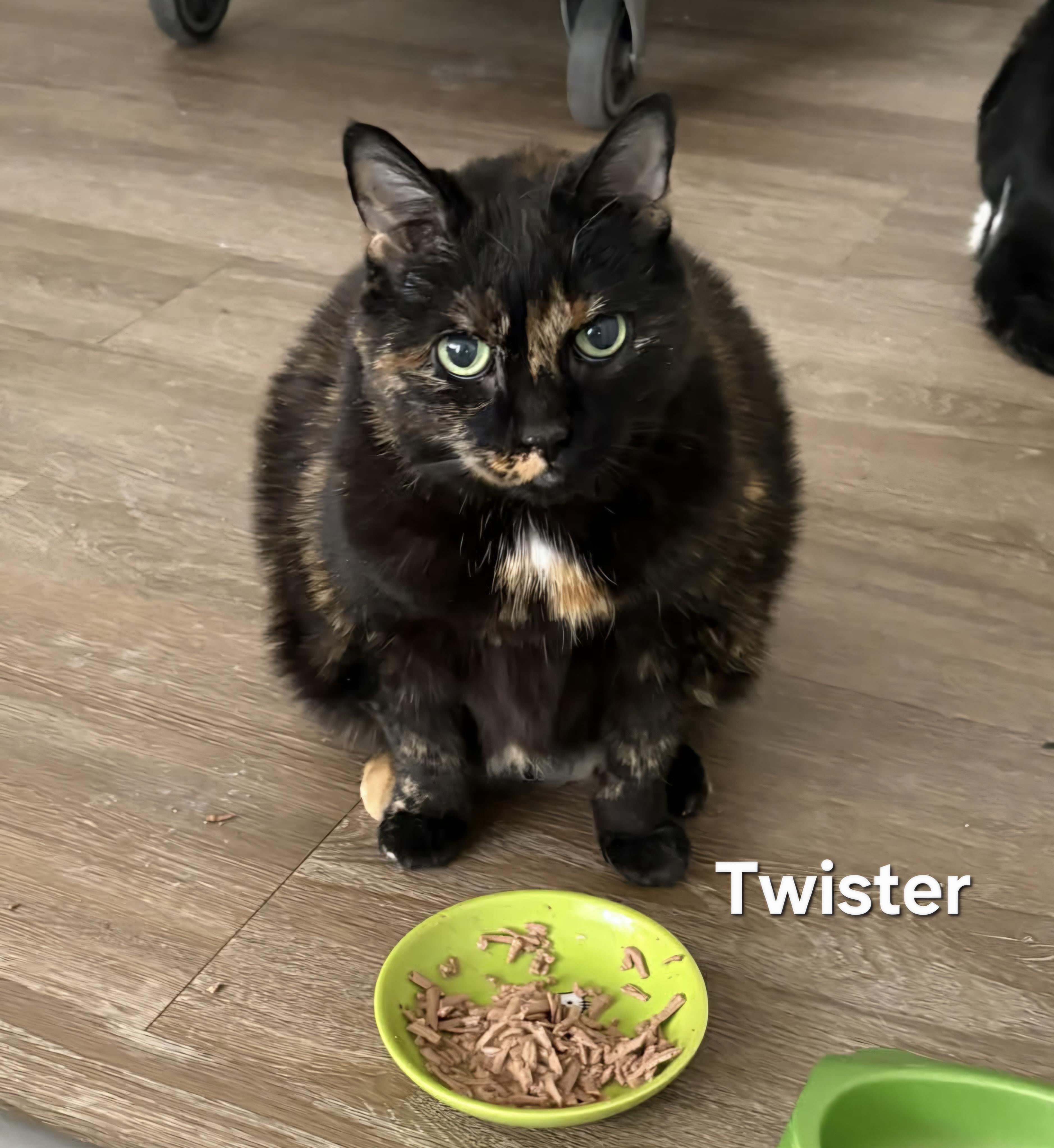 Enlarge Stormy and Twister, a ADOPTABLE Domestic Short Hair in Chicopee, MA image 1/3