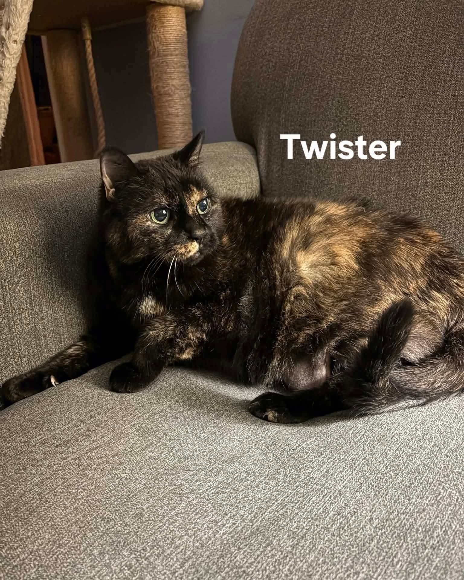 Enlarge Stormy and Twister , a ADOPTABLE Domestic Short Hair in Chicopee, MA image 4/5