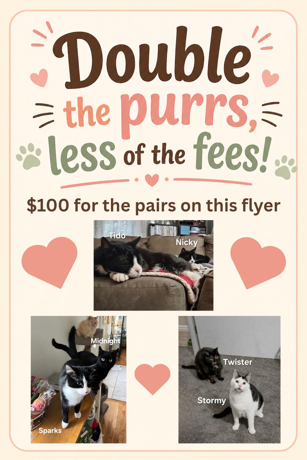 Stormy and Twister , ADOPTABLE, Senior Male Domestic Short Hair.