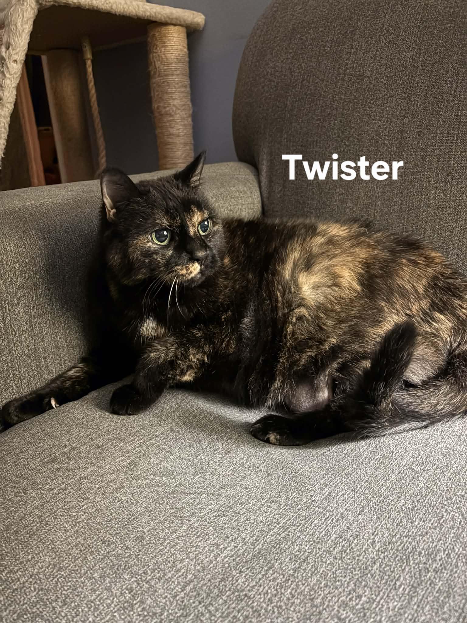 Enlarge Stormy and Twister, a ADOPTABLE Domestic Short Hair in Chicopee, MA image 2/4