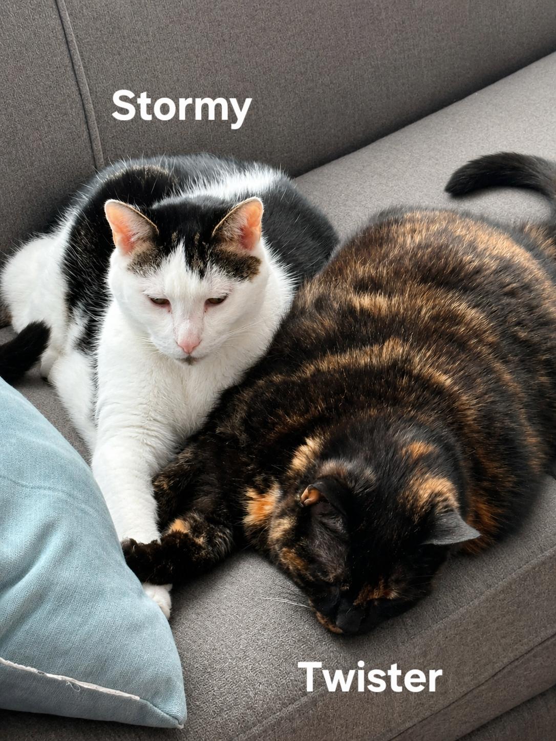 Enlarge Stormy and Twister , a ADOPTABLE Domestic Short Hair in Chicopee, MA image 5/5