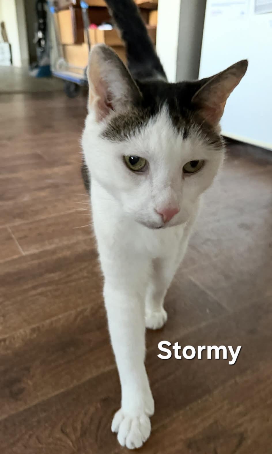 Enlarge Stormy and Twister, a ADOPTABLE Domestic Short Hair in Chicopee, MA image 2/3