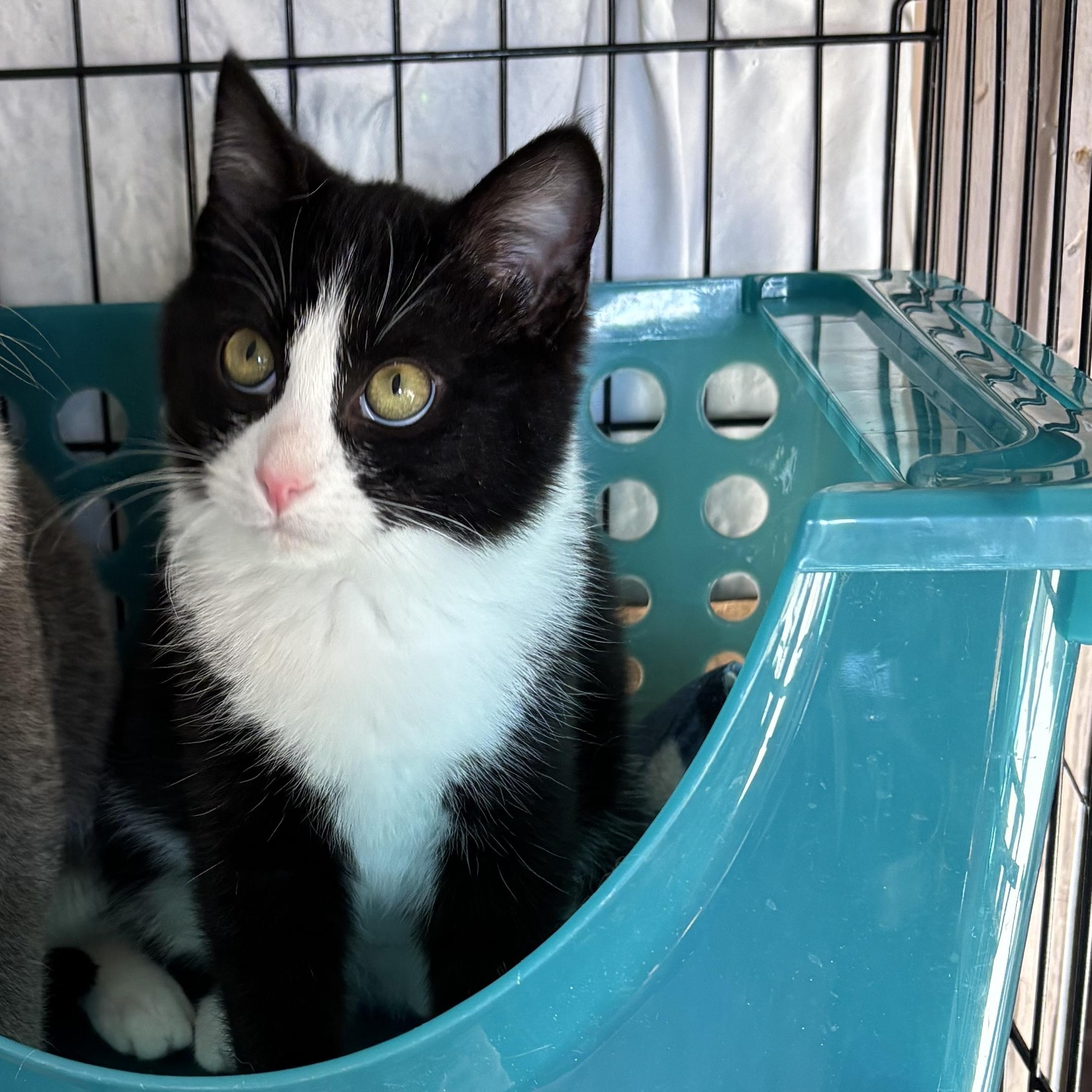 GUS, adopted, Kitten Male Domestic Short Hair.