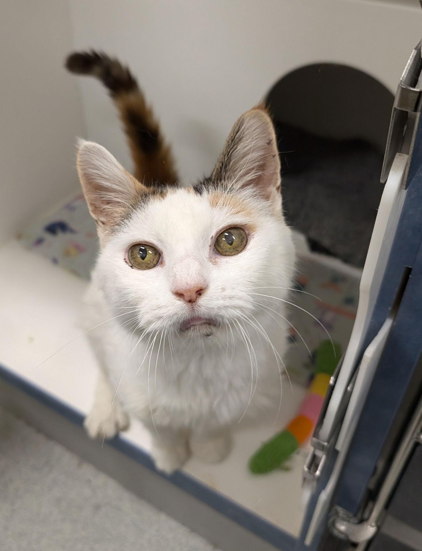 Muffin, Adoptable, Young Female Domestic Short Hair.