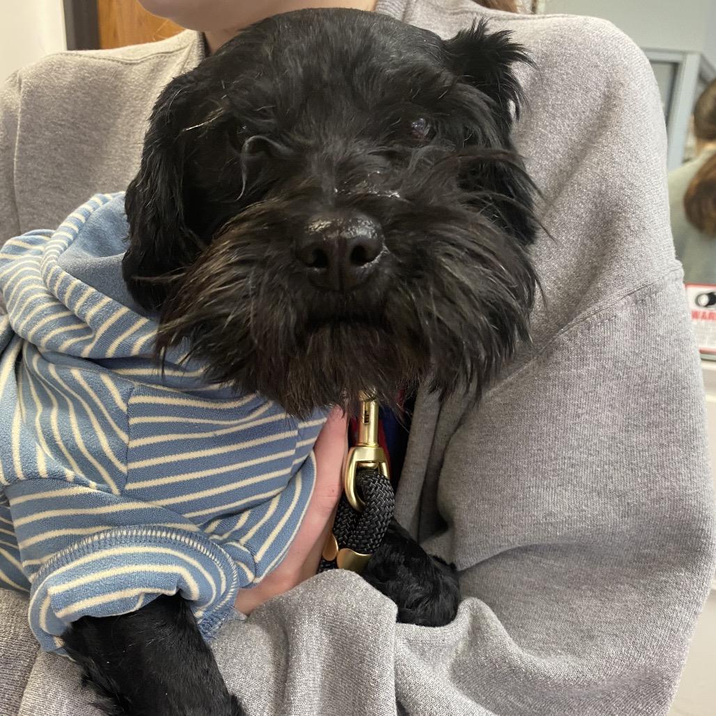 02/26/2026-Stray-ManchesterExpressway