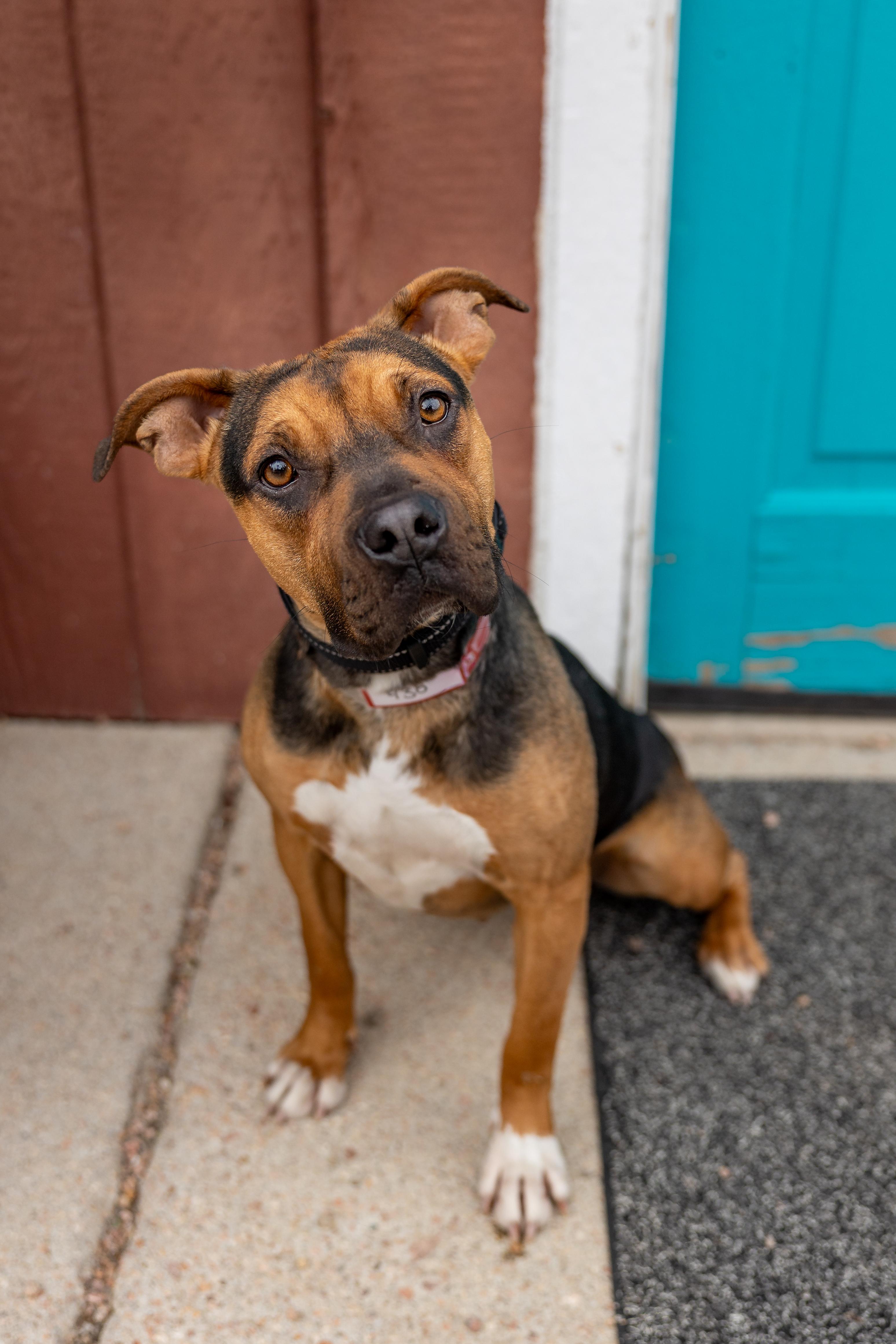 430-26 Tulip, ADOPTABLE, Adult Female Boxer.