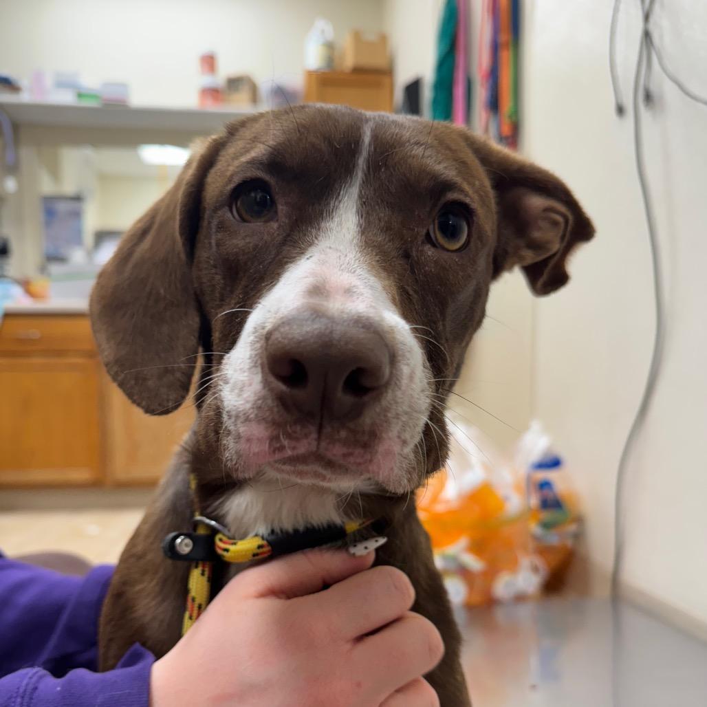 Chicken Quesadilla, Adoptable, Adult Female Mixed Breed.