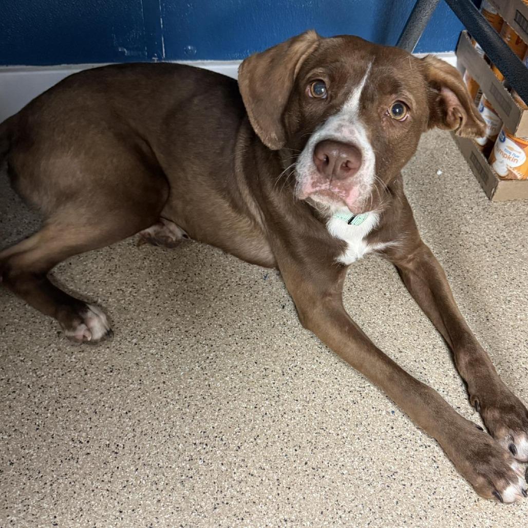 Enlarge Chicken Quesadilla, a Adoptable Mixed Breed in Pekin, IL image 2/6