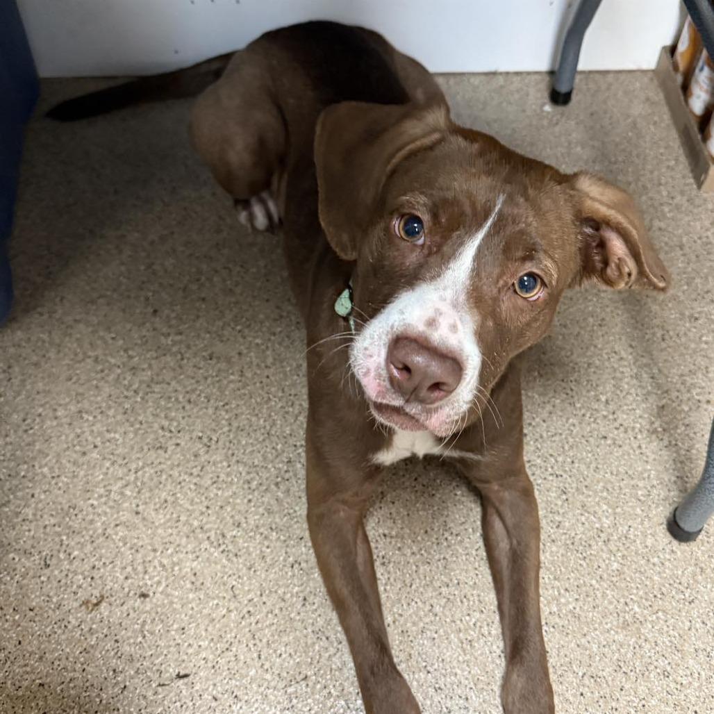 Enlarge Chicken Quesadilla, a Adoptable Mixed Breed in Pekin, IL image 3/6