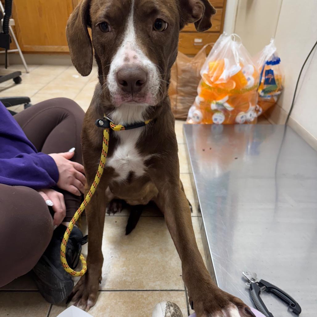 Enlarge Chicken Quesadilla, a Adoptable Mixed Breed in Pekin, IL image 5/6