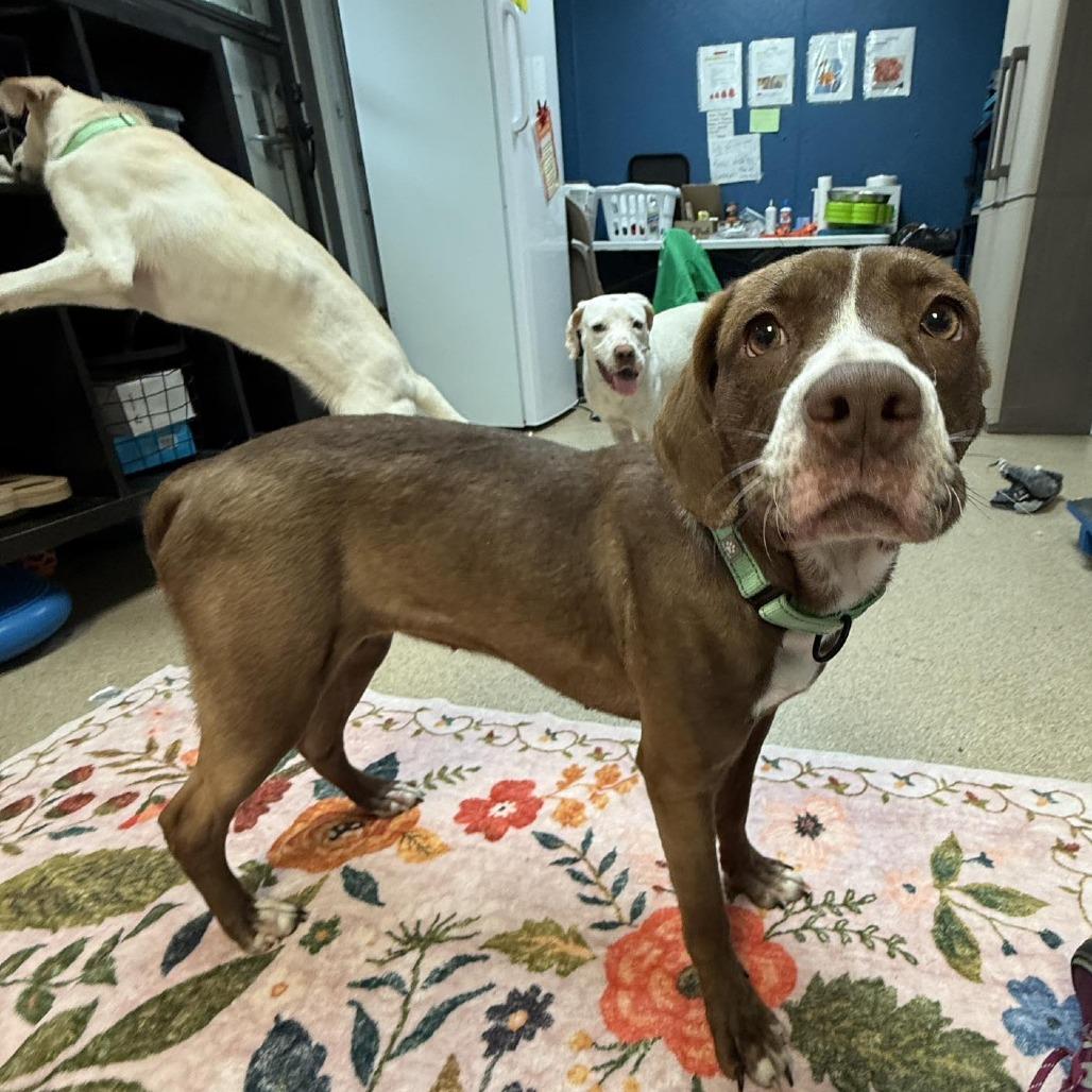 Enlarge Chicken Quesadilla, a Adoptable Mixed Breed in Pekin, IL image 6/6