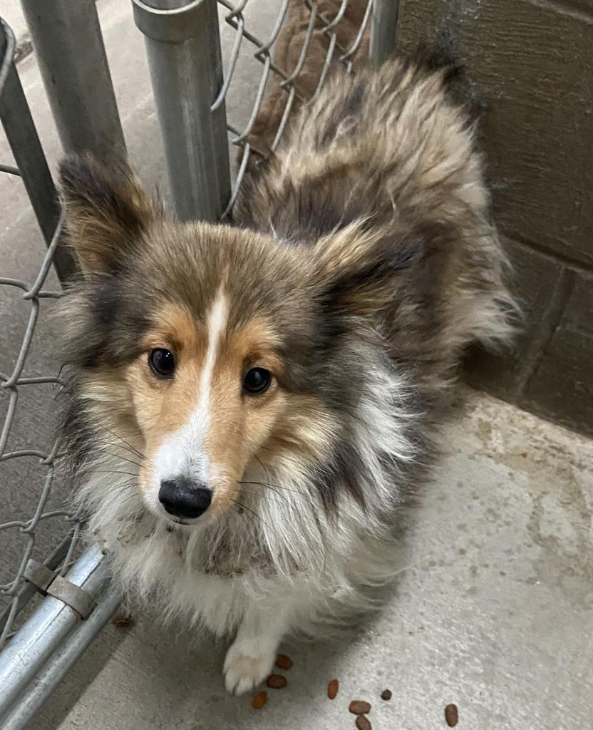Enlarge Winston, a Adoptable Shetland Sheepdog / Sheltie in Virginia, MN image 1/2