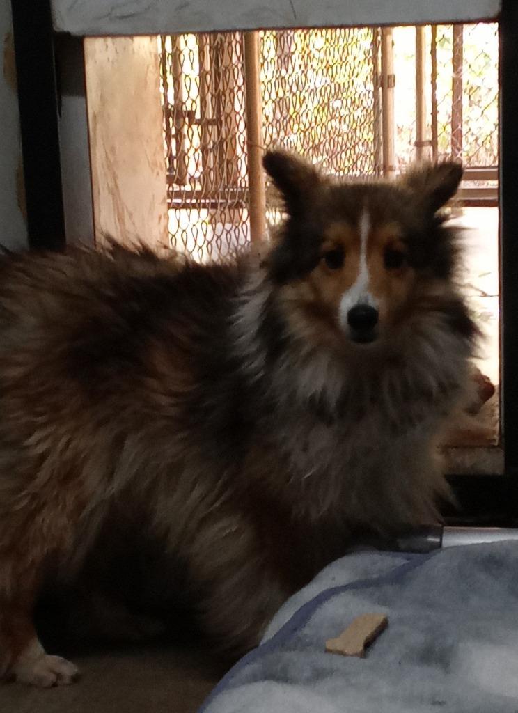 Enlarge Winston, a Adoptable Shetland Sheepdog / Sheltie in Virginia, MN image 2/2