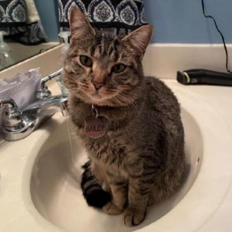 Enlarge Bailey, a Adoptable Domestic Short Hair in Mocksville, NC image 2/3