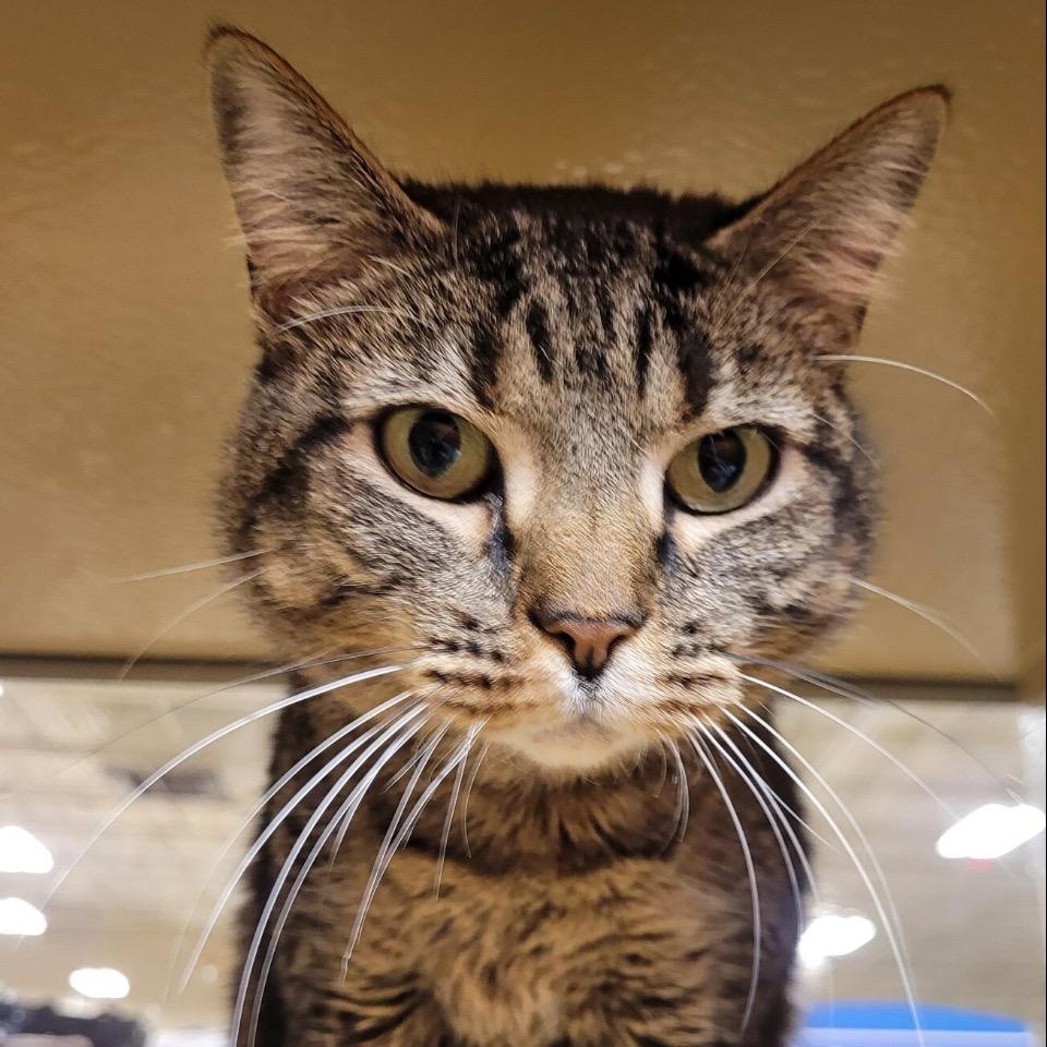 Enlarge Bailey, a Adoptable Domestic Short Hair in Mocksville, NC image 3/3