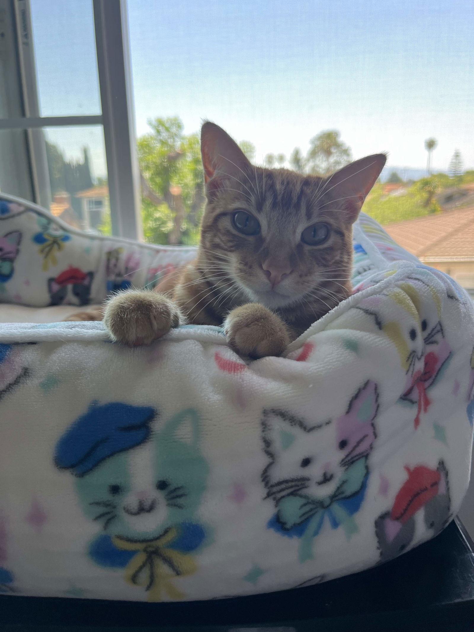 Hawk, a Adopted Domestic Short Hair in San Jose, CA image 1/3