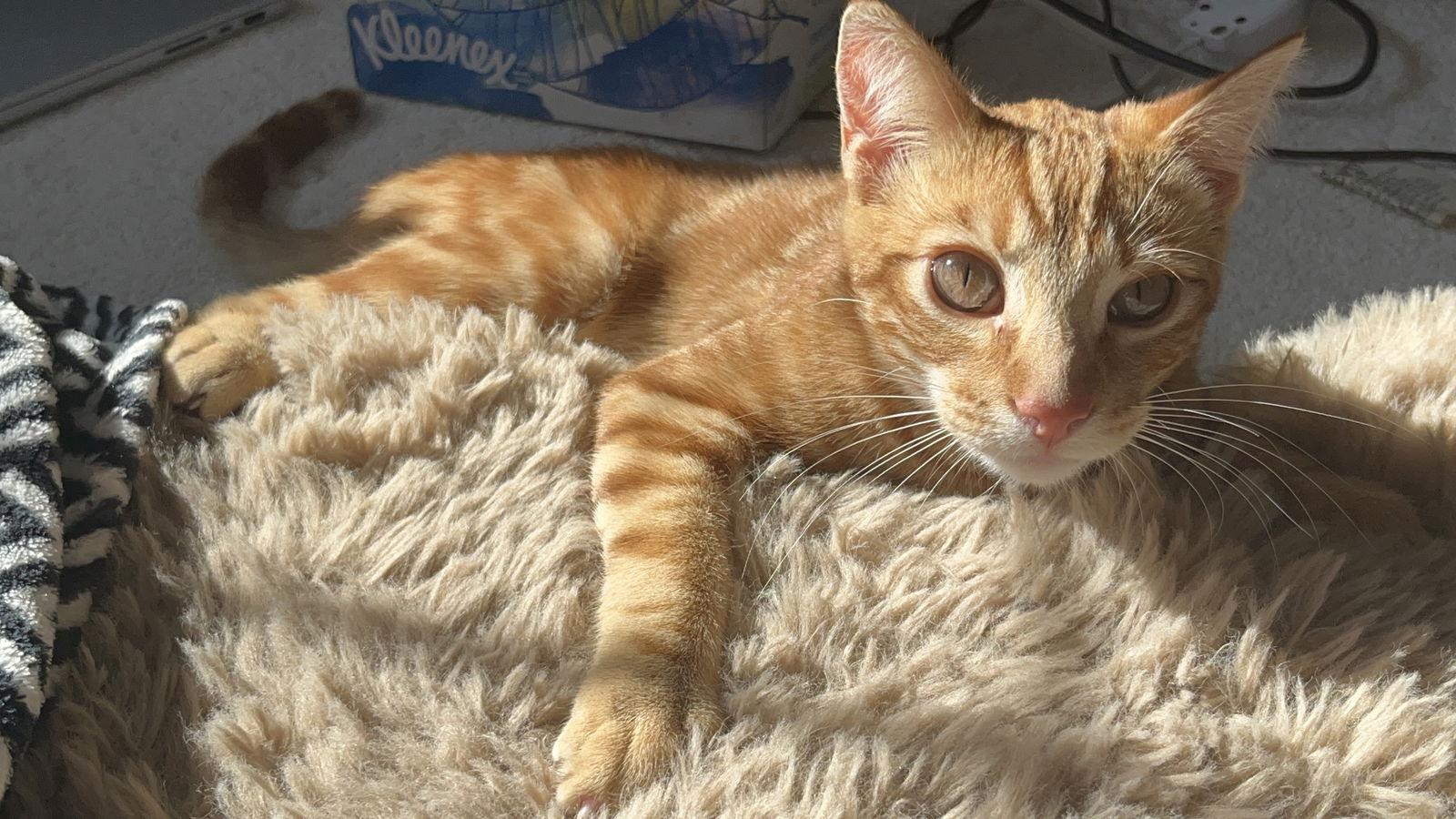 Hawk, Adopted, Young Male Domestic Short Hair.
