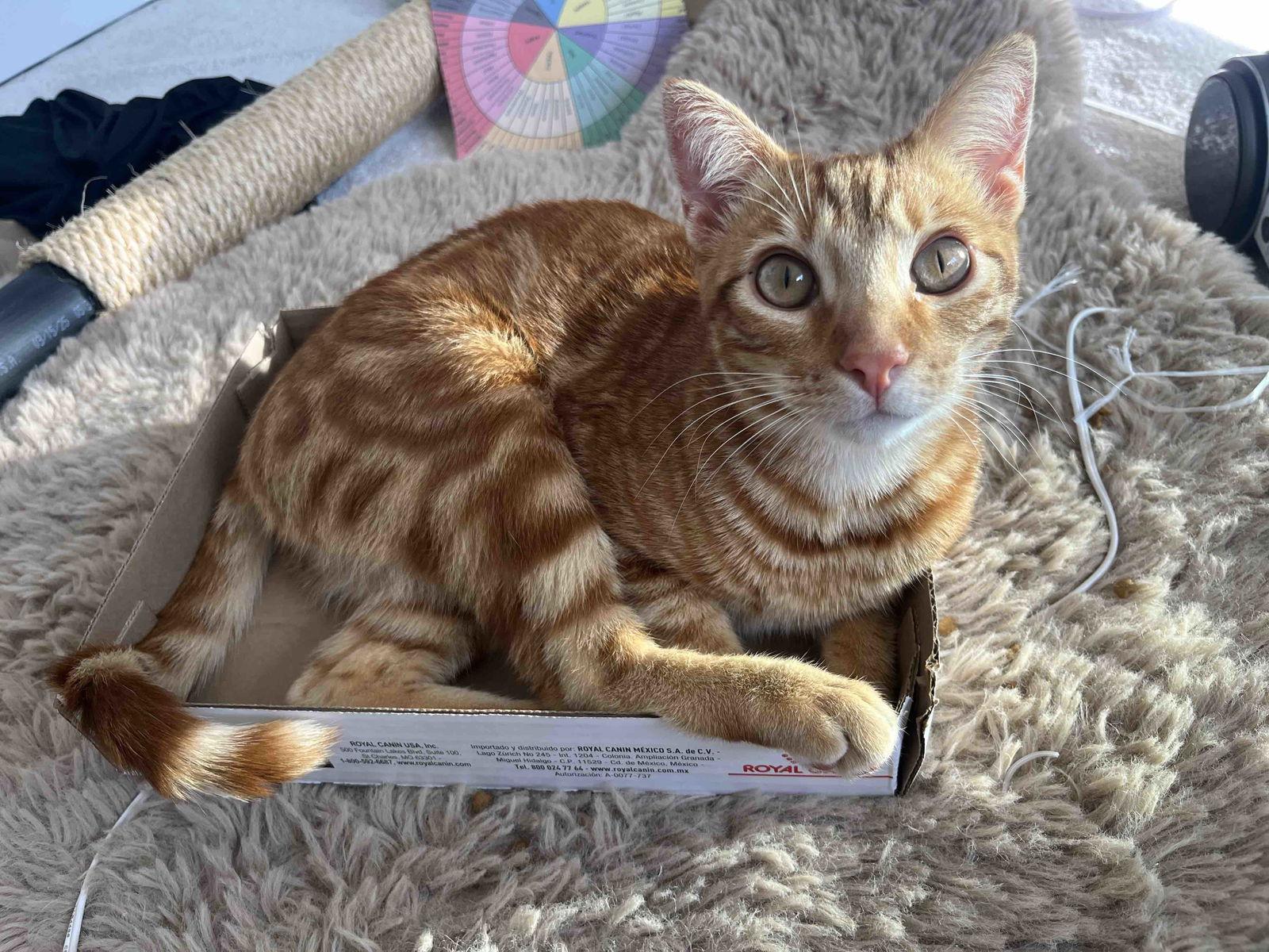 Hawk, a Adopted Domestic Short Hair in San Jose, CA image 3/3