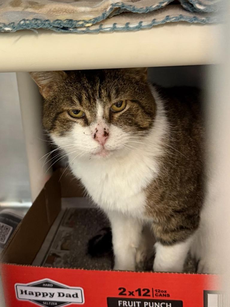 Enlarge Ziggy Stardust, a Adoptable mixed breed in Cincinnati, OH image 1/3