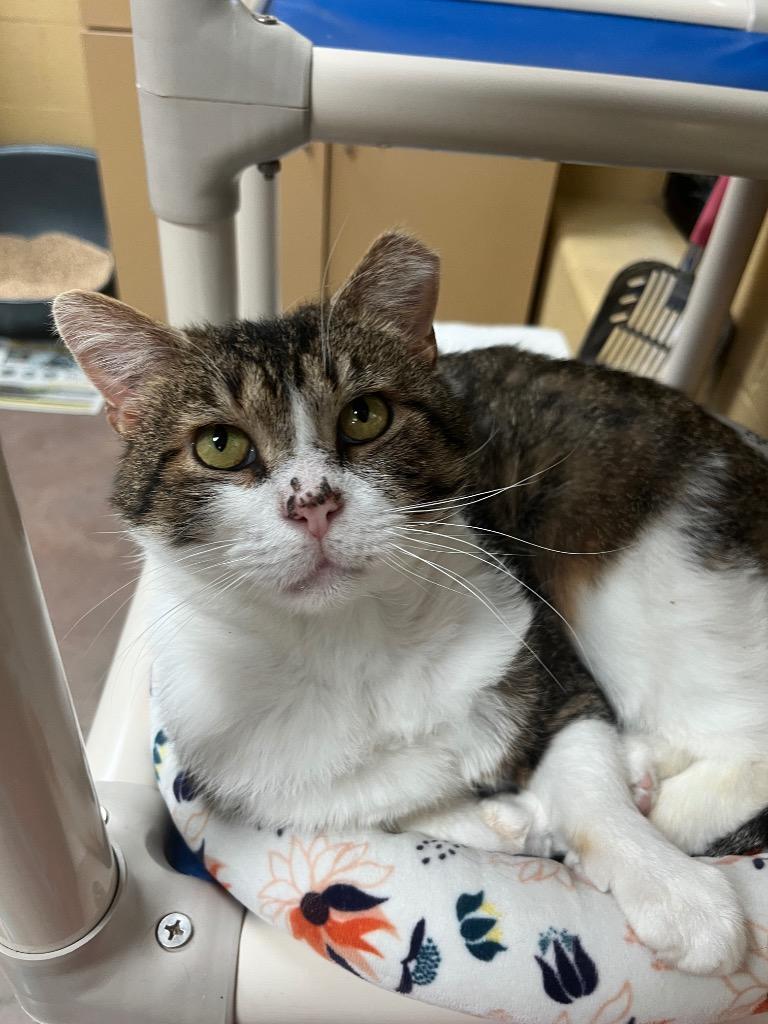 Enlarge Ziggy Stardust, a Adoptable mixed breed in Cincinnati, OH image 2/6
