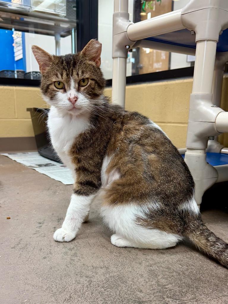 Enlarge Ziggy Stardust, a Adoptable mixed breed in Cincinnati, OH image 2/3