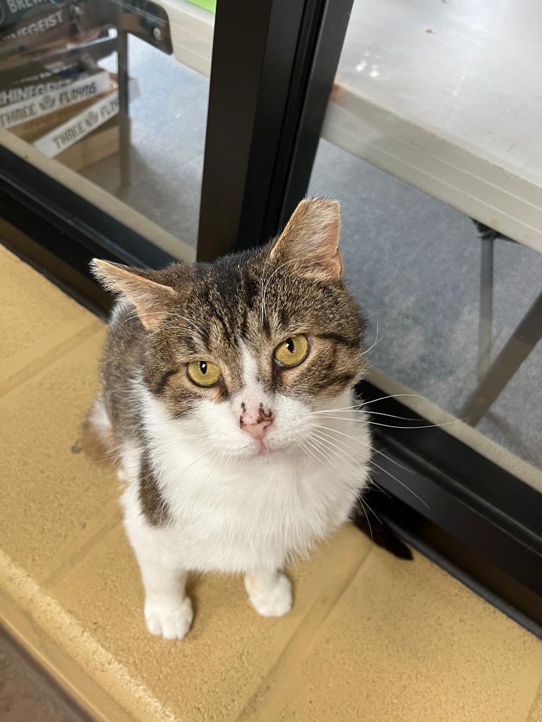 Enlarge Ziggy Stardust, a Adoptable mixed breed in Cincinnati, OH image 5/6