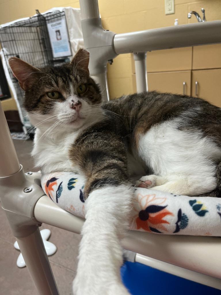 Enlarge Ziggy Stardust, a Adoptable mixed breed in Cincinnati, OH image 6/6