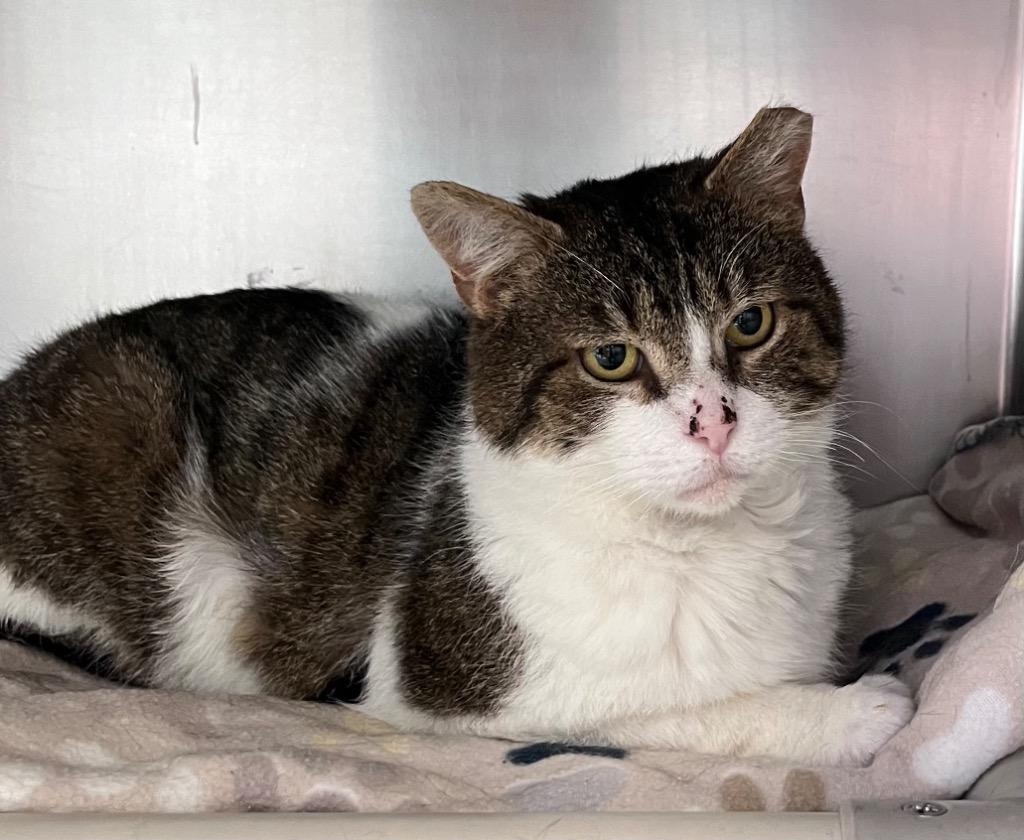 Enlarge Ziggy Stardust, a Adoptable mixed breed in Cincinnati, OH image 3/3