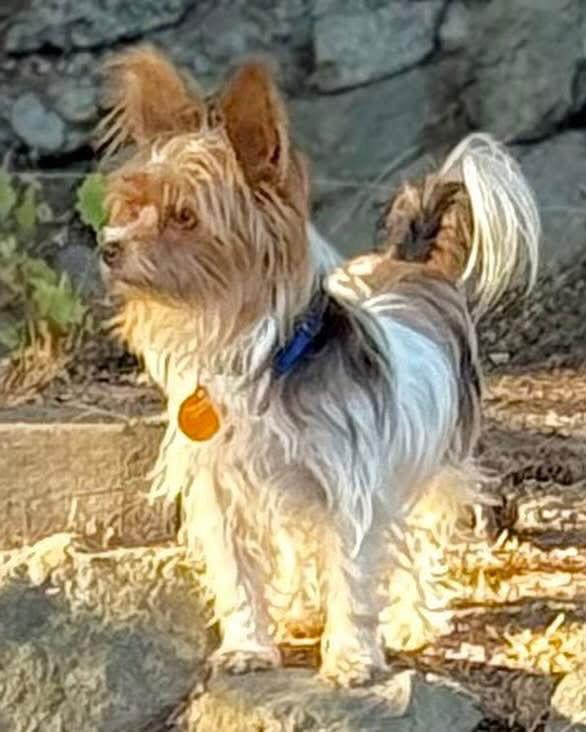 Bindi, Adoptable, Adult Female Yorkshire Terrier.