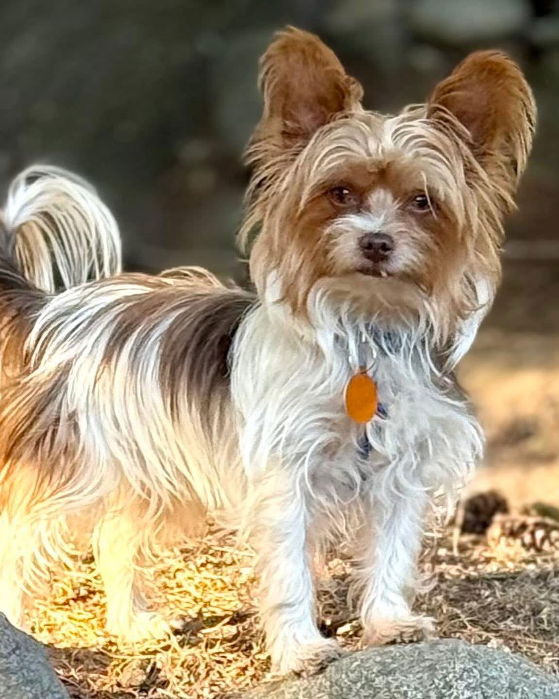 Enlarge Bindi, a Adoptable Yorkshire Terrier in Seattle, WA image 2/3