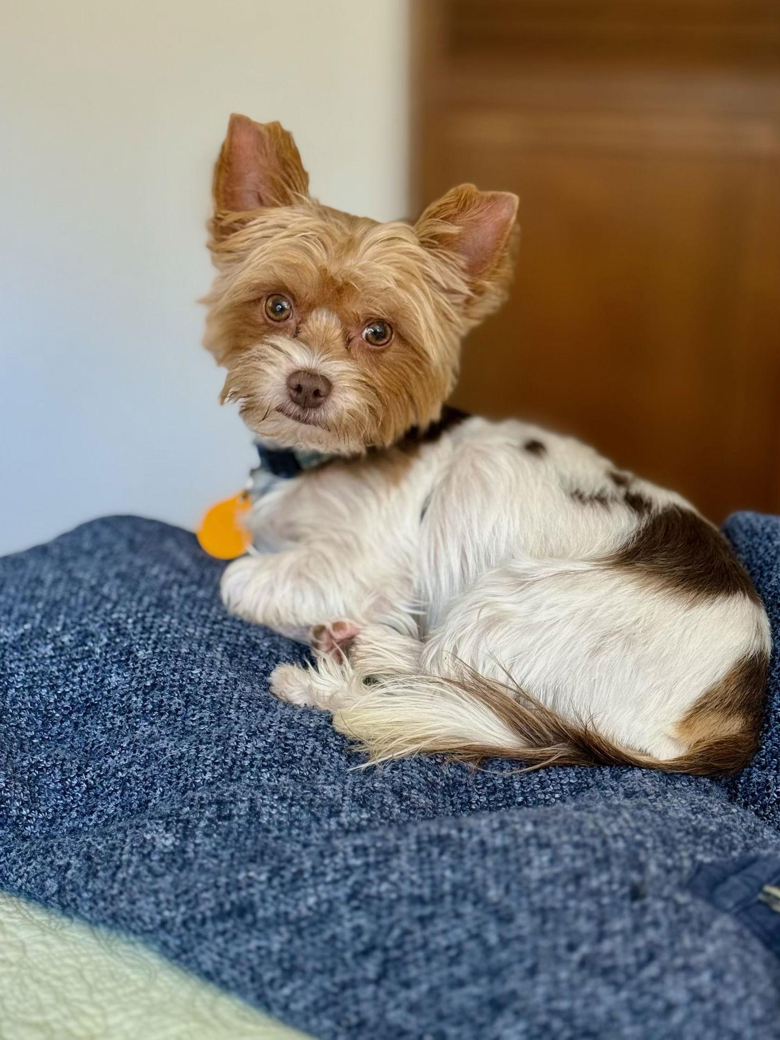 Enlarge Bindi, a Adoptable Yorkshire Terrier in Seattle, WA image 3/3