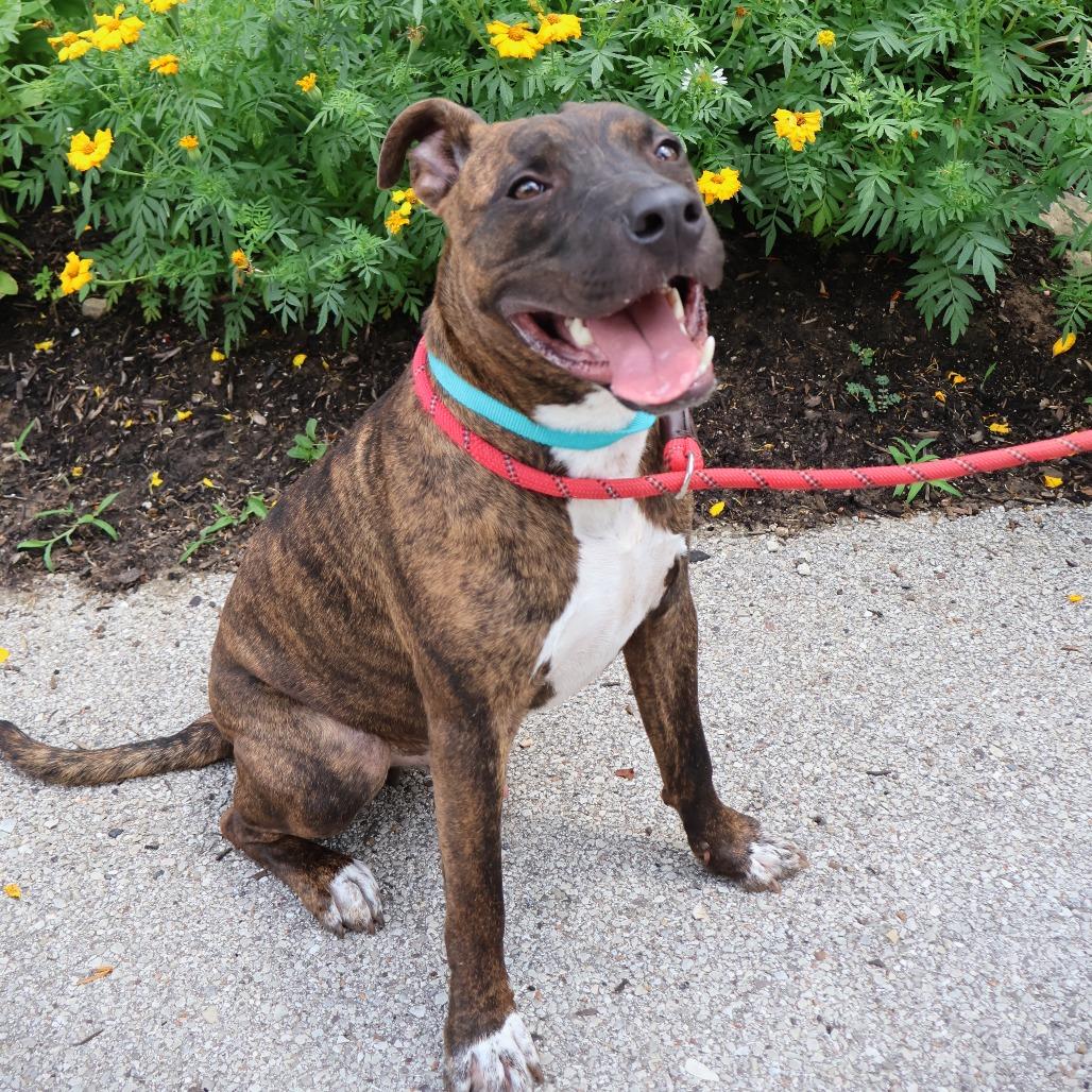 Mikey, a Adoptable Mixed Breed in Saint Charles, MO image 1/6