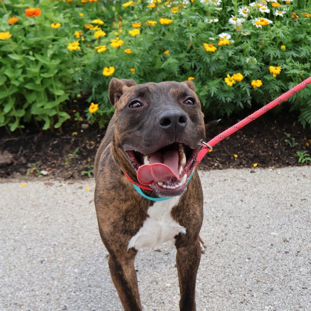 Mikey, a Adoptable Mixed Breed in Saint Charles, MO image 2/6