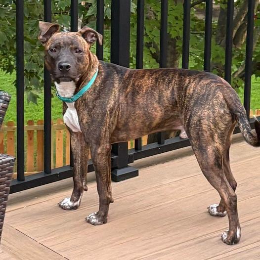 Enlarge Mikey, a Adoptable Mixed Breed in Saint Charles, MO image 3/6