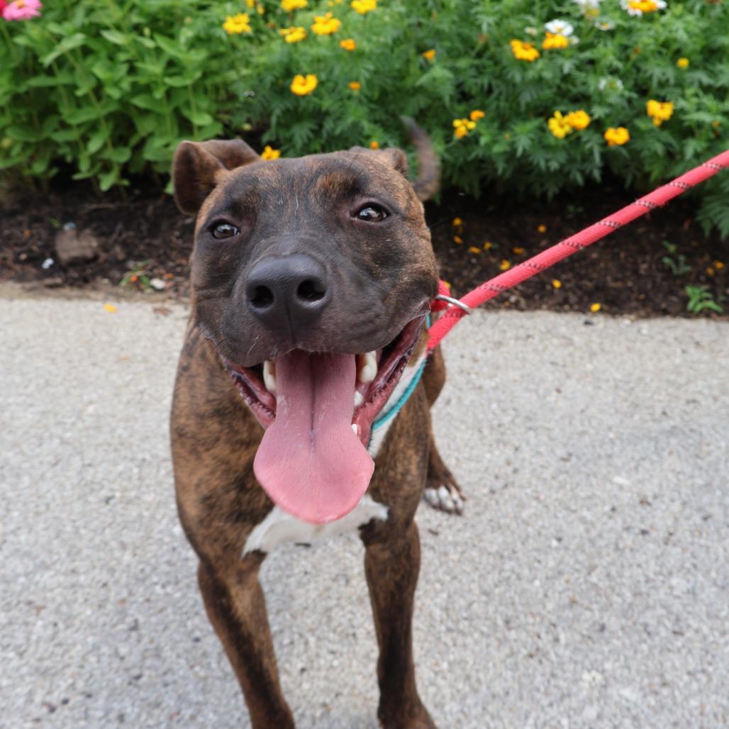 Mikey, a Adoptable Mixed Breed in Saint Charles, MO image 3/6