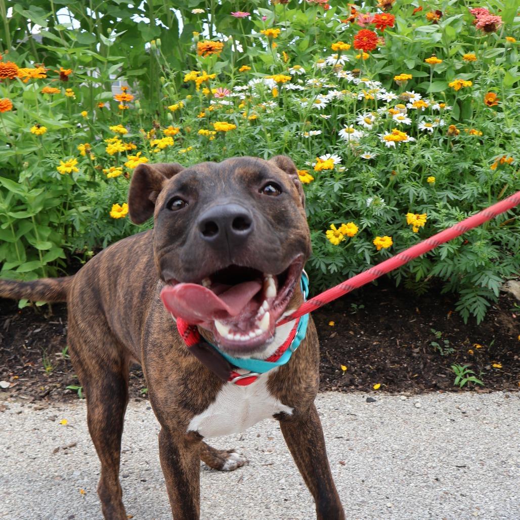 Mikey, a Adoptable Mixed Breed in Saint Charles, MO image 4/6